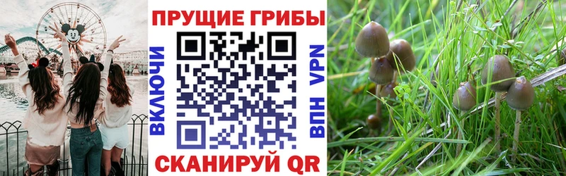 магазин    Бутурлиновка  KRAKEN ссылки  Псилоцибиновые грибы ЛСД 